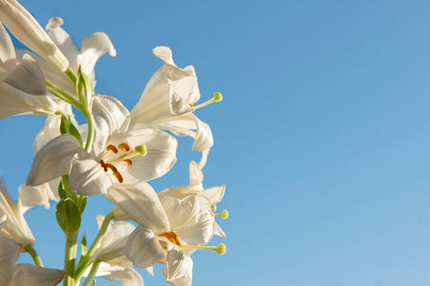 Honeysuckle best fragrant flowering plants