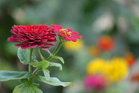 lantana flower that grow all long