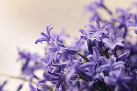 Lavender best fragrant flowering plants