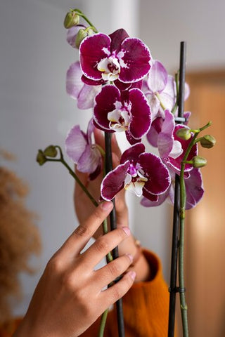 orchids most romantic flower for valentine day