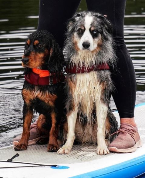 A woman wearing her Vessi Dusty Rose Everyday Sneakers while paddle boarding with two dogs