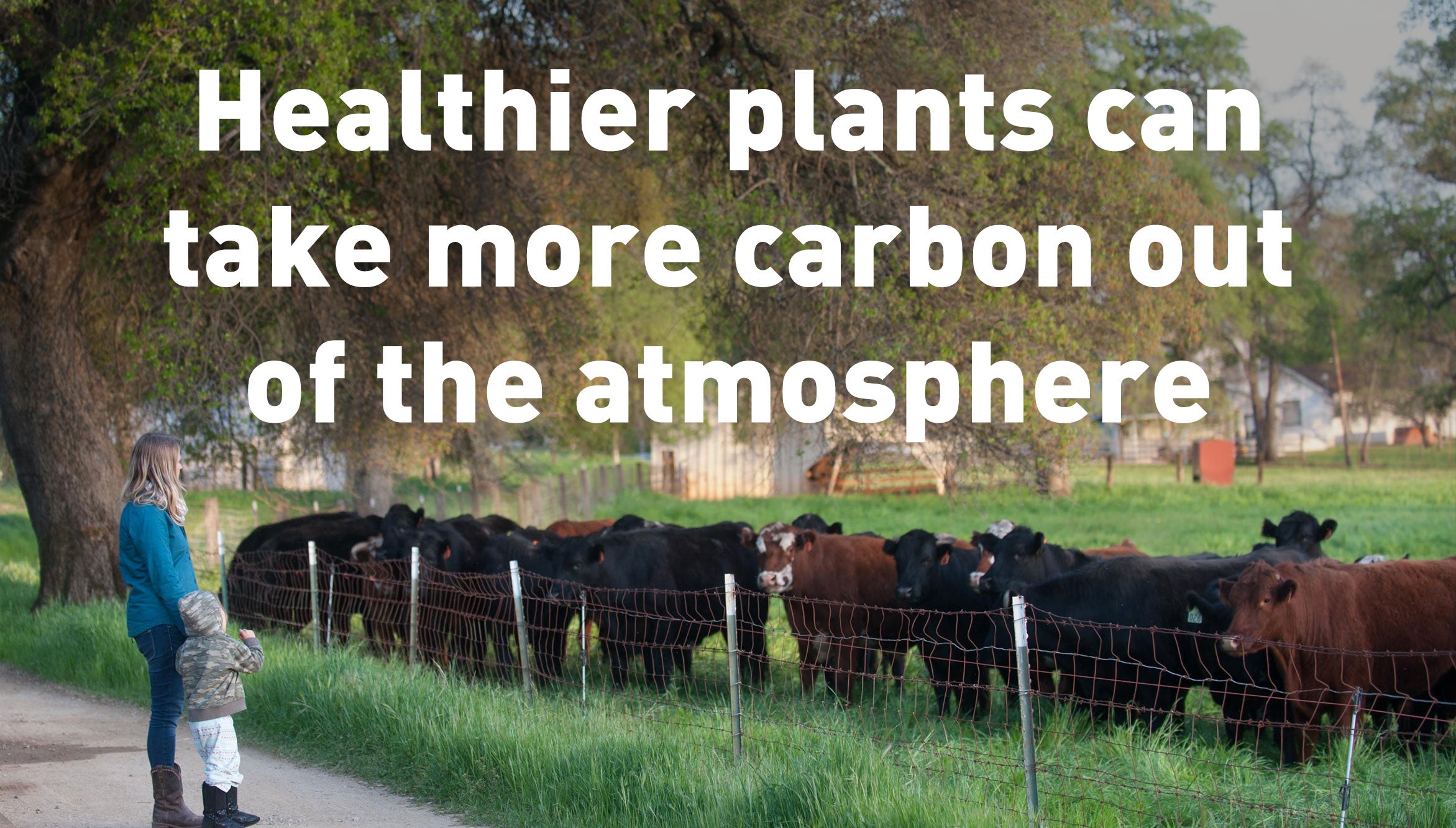 healthier plants can take more carbon out of the atmosphere