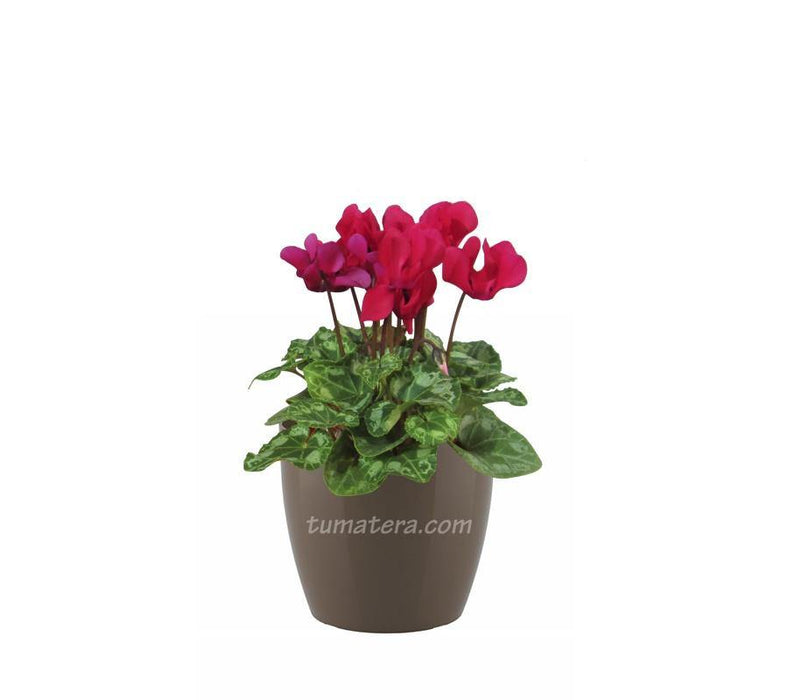 Combo San Remo 16 cm con Violeta de los Alpes, Elegancia para tu Hogar-  Tumatera — Tumatera.co