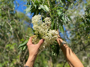 Herbal Tea - Elderflower - Oakwood Natural Living