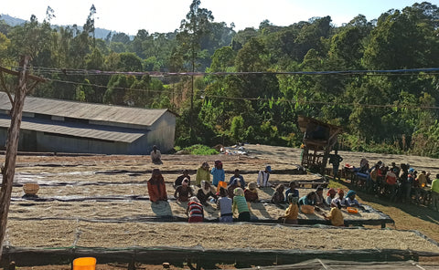 Smallholders at Tero Farm using the Shakiso Washing Station