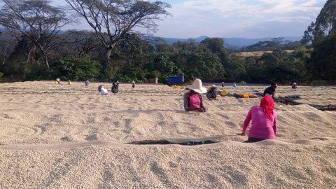 Several women from the Duromina Cooperative in Ethiopia.