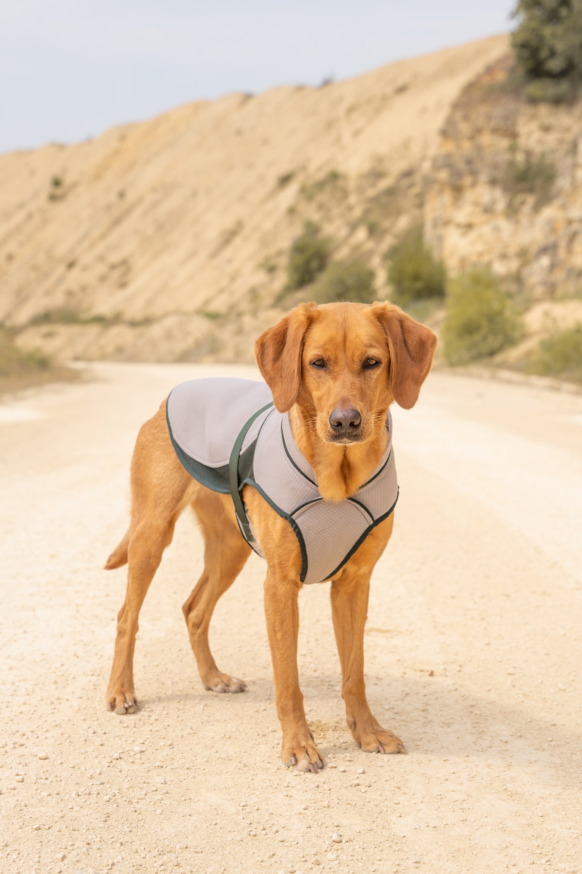 The New Ruff and Tumble Dog Cooling Coat iWay Magazine