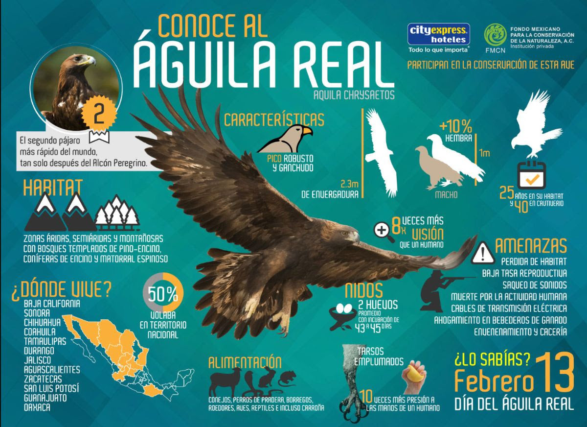 El águila real, una especie emblemática para los mexicanos – iWay Magazine