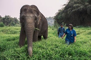 Elephant Welfare