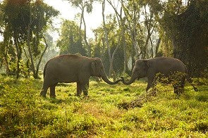 The Elephant in the Zoom: How to Make a Trunk Video Call and Support Elephant Welfare ​