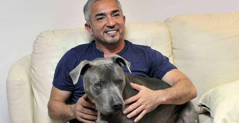 Three Six Zero appointed by Cesar Millan