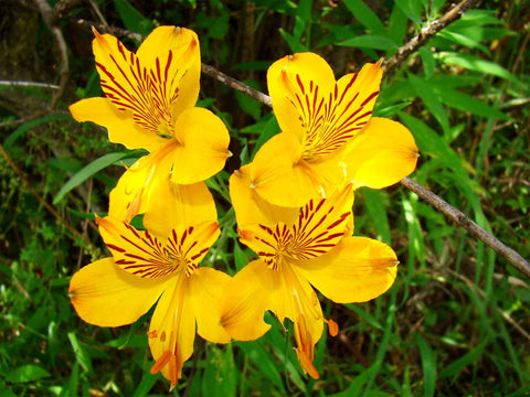 Amancay, una flor del bosque que enamora en Argentina