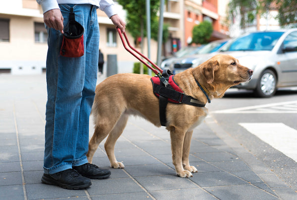 ¿Sabes cuáles son los perros al servicio de la humanidad? 