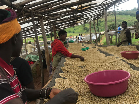 Uganda coffee farmers