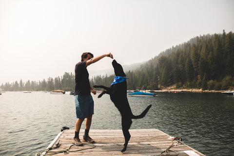 dog jumping for dog treat