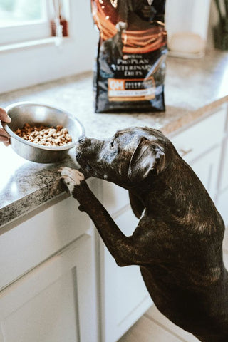 Does your dog suffer from joint pain? Learn about using chondroitin and glucosamine for natural arthritis relief for dogs on the Brutus & Barnaby Blog.