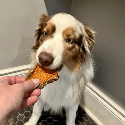 Australian Shepherd dog looking at a treat in someone's hand.