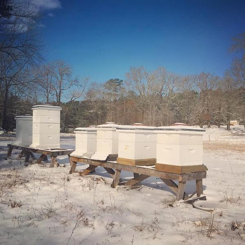Bee hive snow