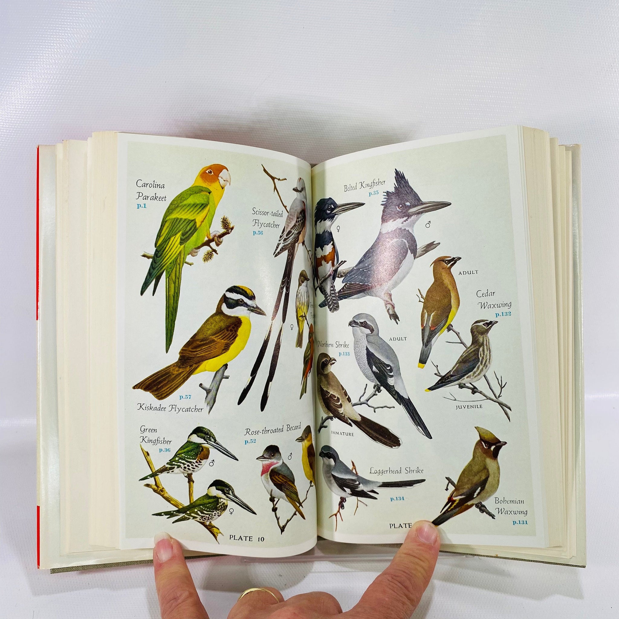 Audubon Land Bird Guide Birds of Eastern & Central North America by Ri - Reading Vintage