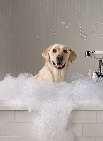 Bath-time so you can prevent smelly feet, also here's a cute picture of a dog