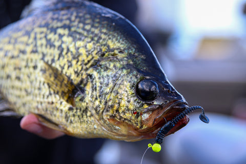 Six Top Baits for Spring Crappie Fishing