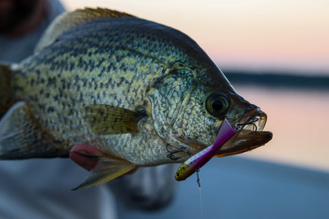 2.75'' Lipless Crankbait for Sale, Ice Fishing