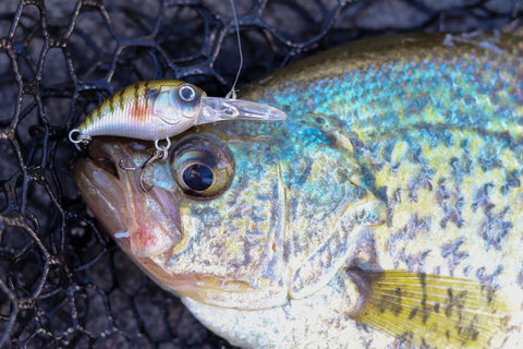 Springtime Crappie Fishing: The Essential Baits & Locations