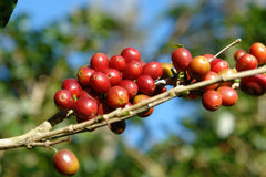 Coffee cherries ripening on branch