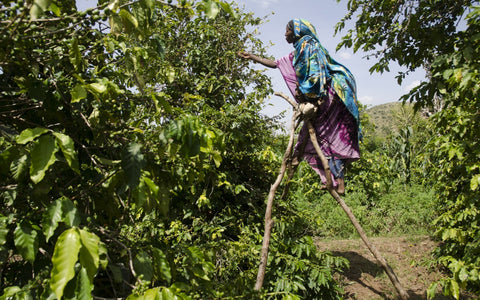 Ethiopian farmer harvests coffee using ladder made from tree branches