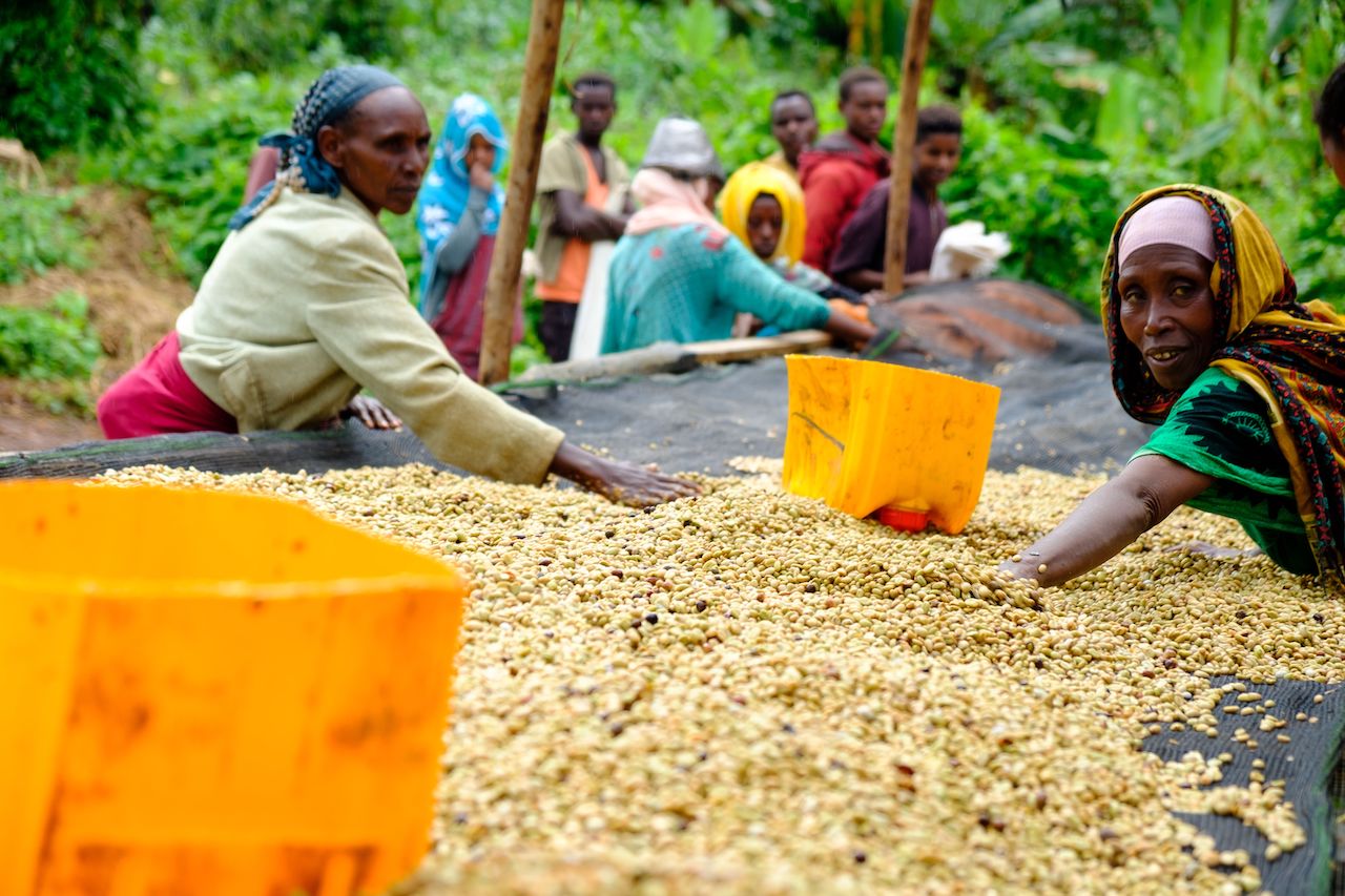 Kellenso Mekonissa Coffee