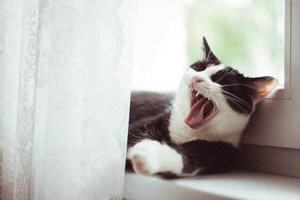 cat yawning to fall asleep