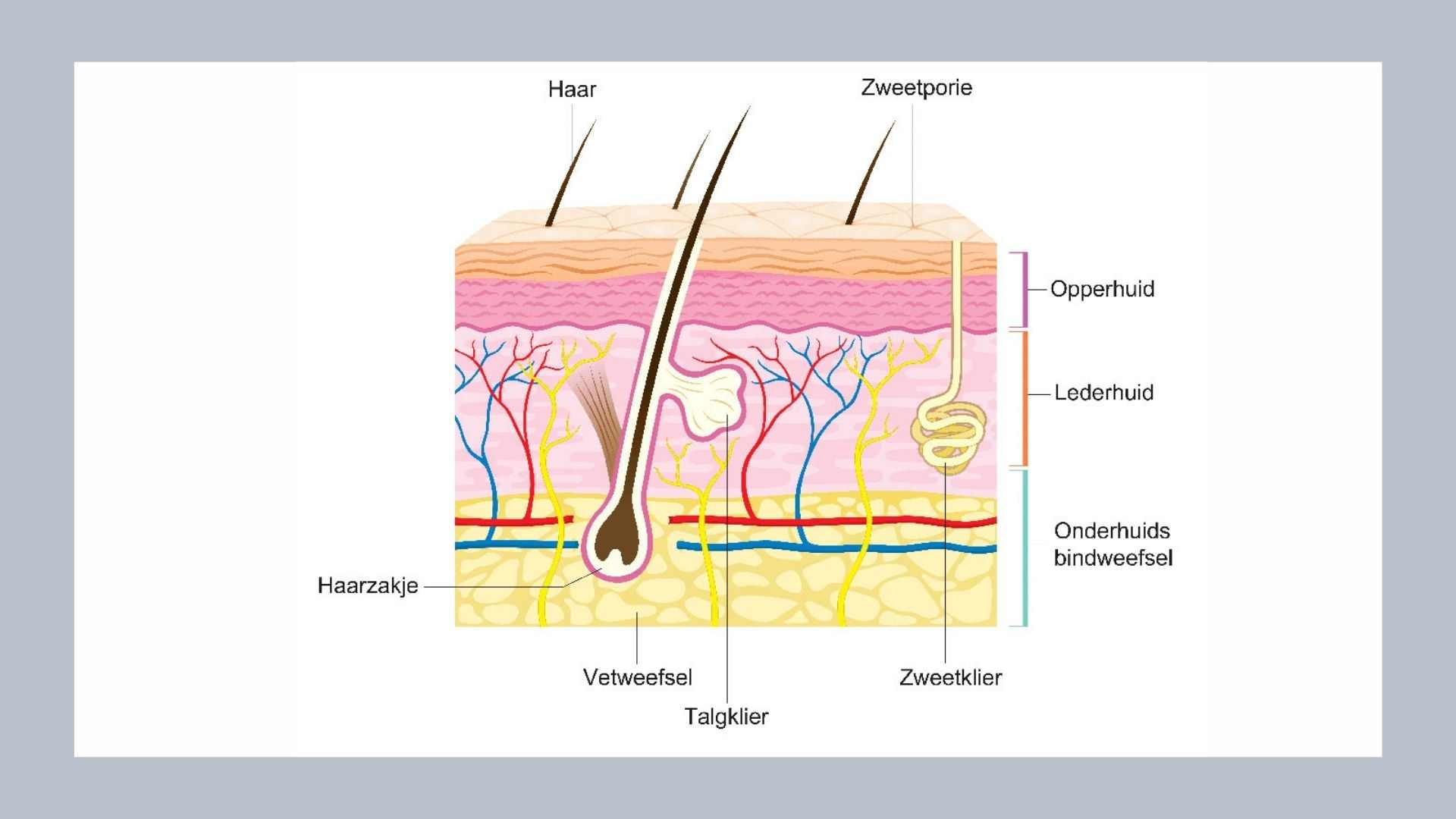 Connective tissue 1-3