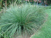 Lomandra Longifolia Seed International Seed Shop Nzseeds