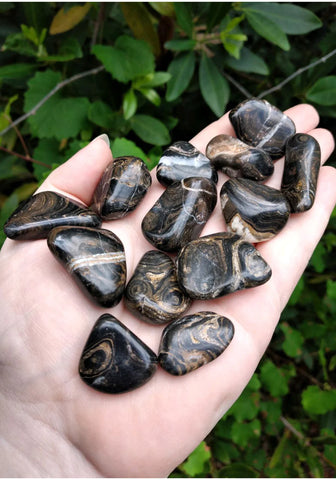 Hand holding collection of stromatolite