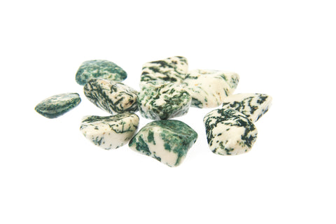 Tree agate on white background