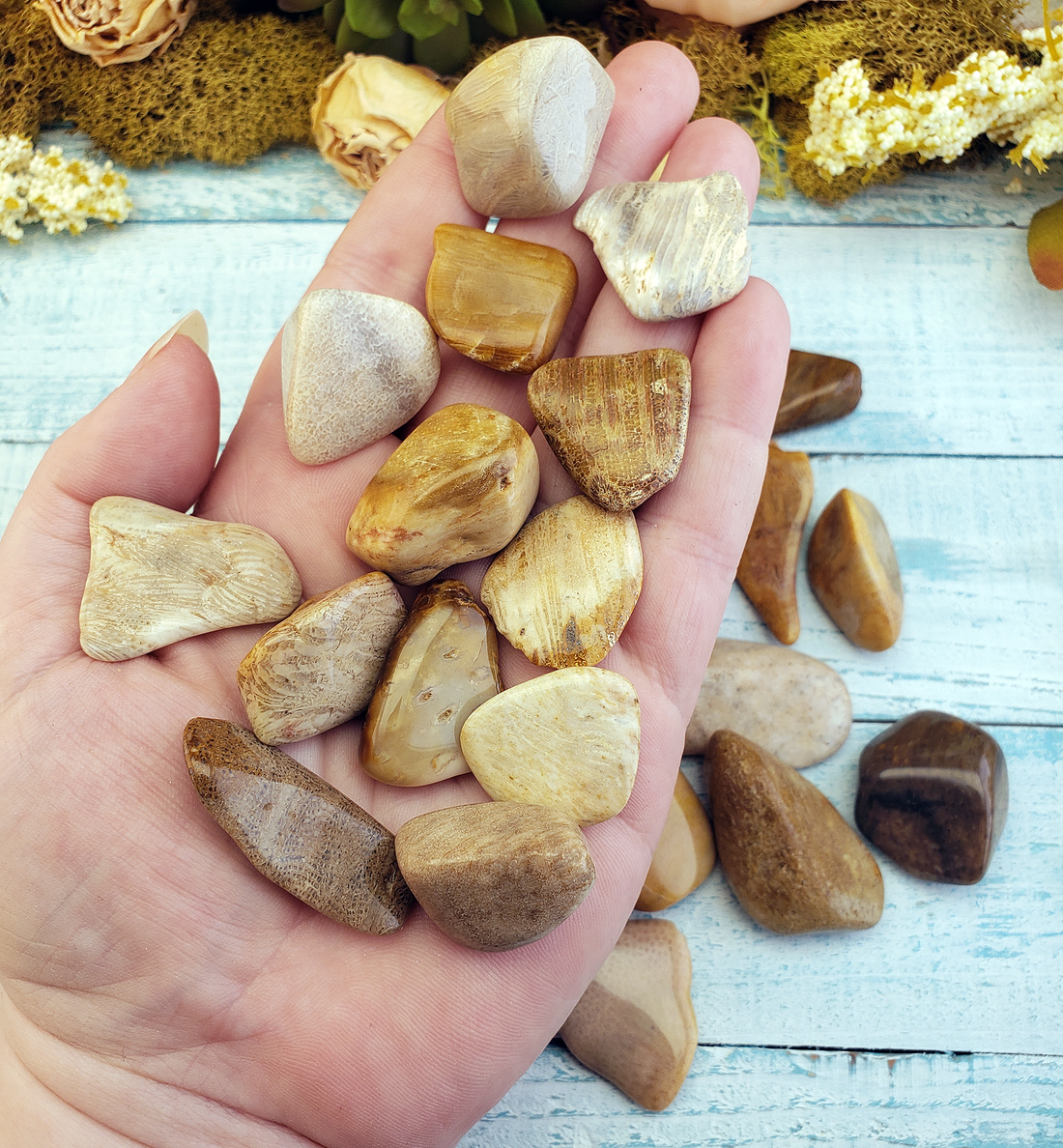 Agatized Coral Tumbled Gemstone - One Stone or Bulk Wholesale Lots –  Crystal Gemstone Shop