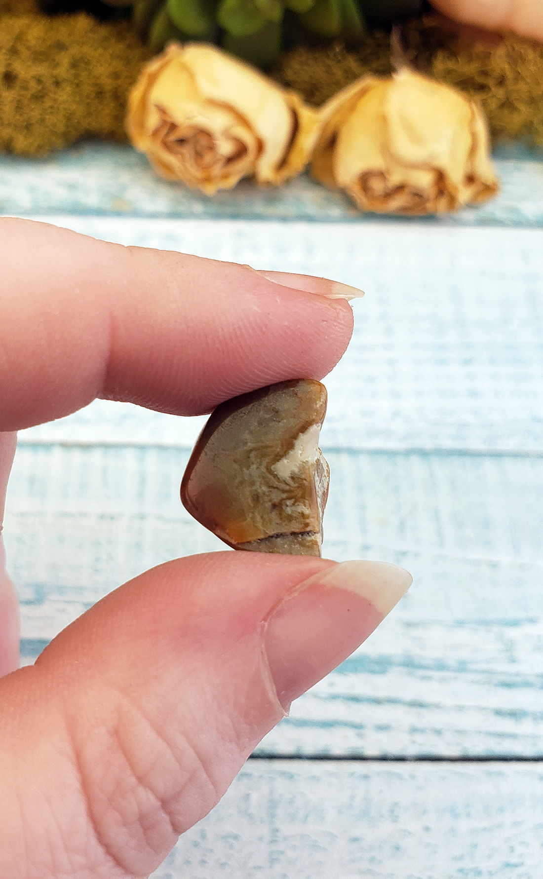 Coprolite Natural Gemstone Dinosaur Poop Fossil - Mini One Stone – Crystal  Gemstone Shop