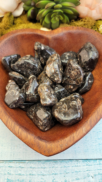 Fossilized Coprolite & Lava Bead Bracelet