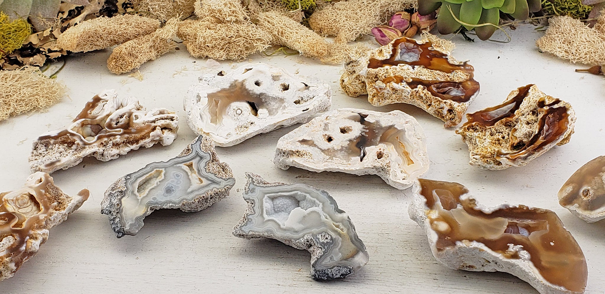 Agatized Coral Fossil Pair – Crystal Gemstone Shop