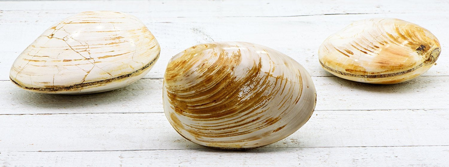 Natural Clam Fossil – Crystal Gemstone Shop