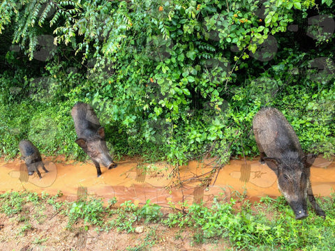 Travel_Photography_Sri_Lanka_Wildlife