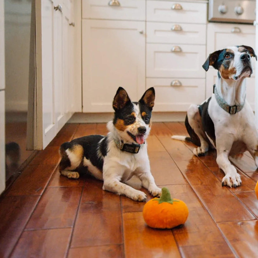 Probierpaket "Pumpkin Season" für Hunde