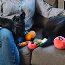 Probierpaket "Pumpkin Season" für Hunde