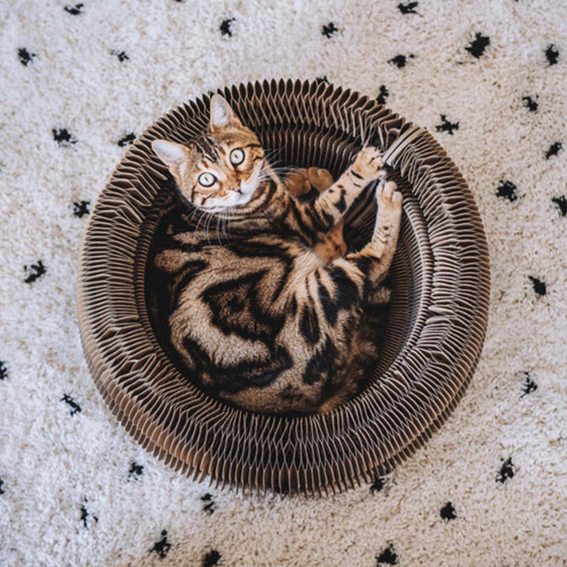 3-in-1-Katzenbett aus Pappe