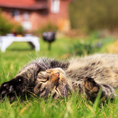 "Limited" Summer BBQ  Saucen Menü für Katzen