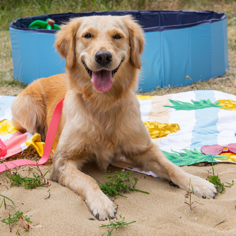 CoolPets Dog Pool