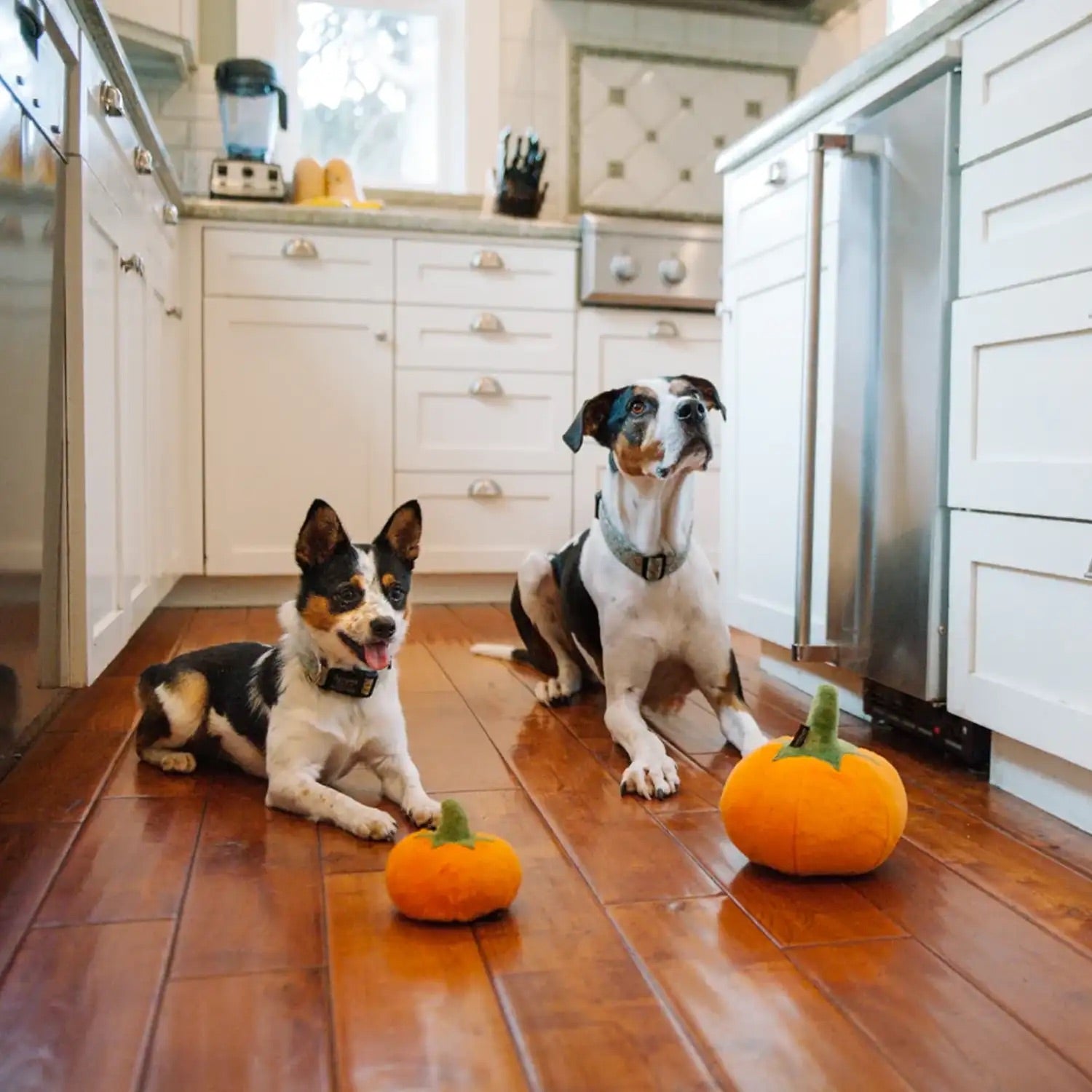 PLAY Hundespielzeug Pumpkin