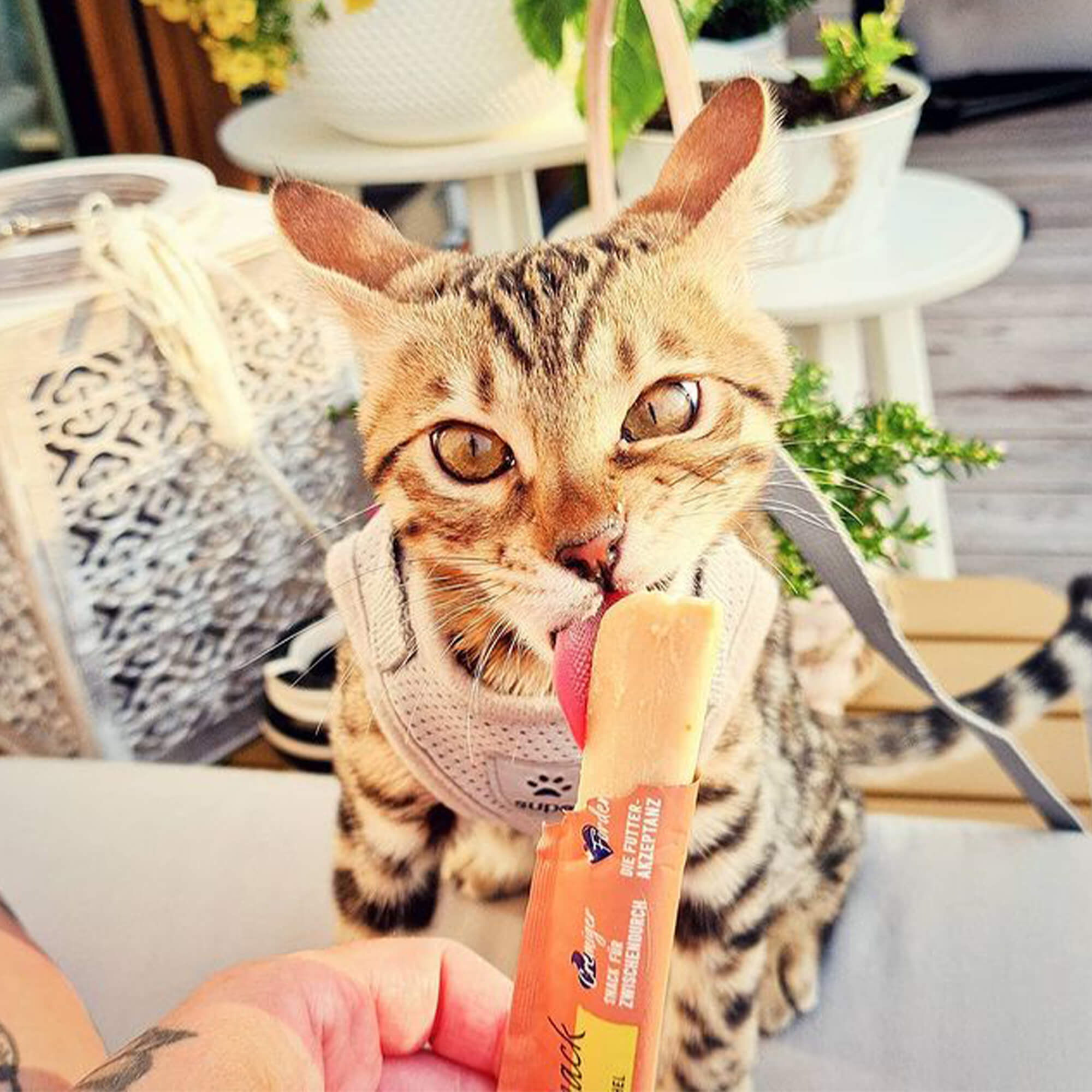 Snack Cremesnack Thunfisch mit Jakobsmuschel für Katzen