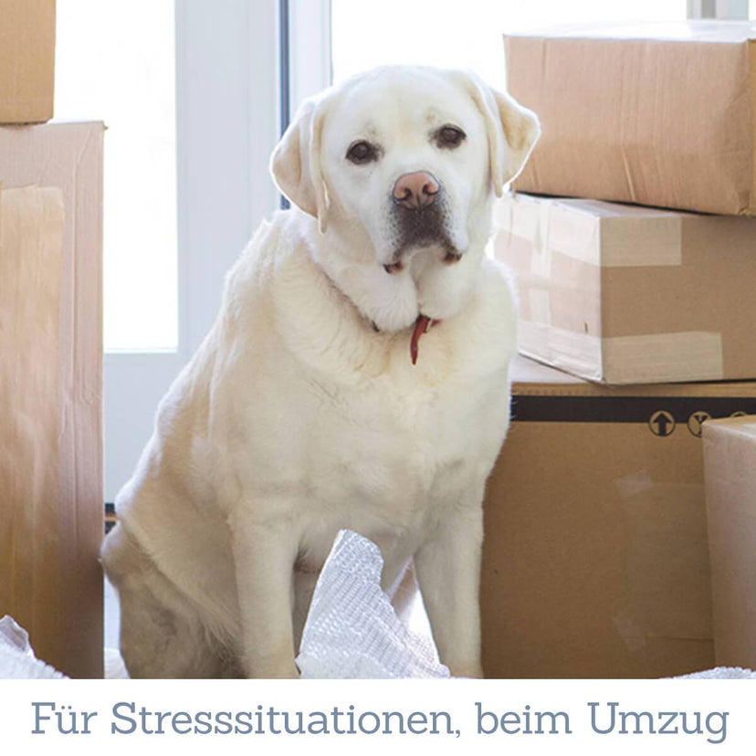 Vital Entspannungstabs für Hunde