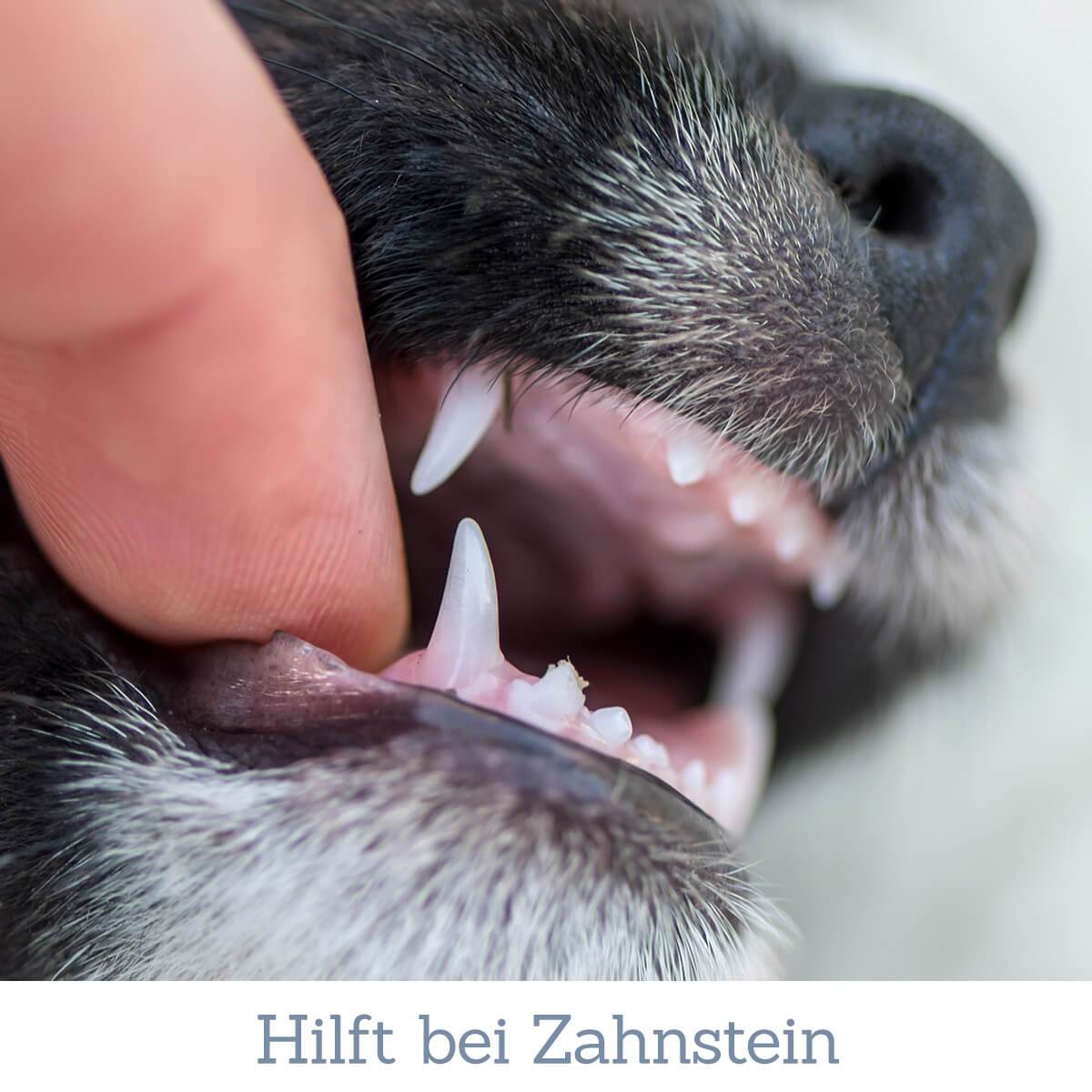 Vital Denta Pulver für Hunde